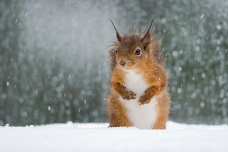 Red squirrel in snow - animal, nature, squirrel, rodent snow