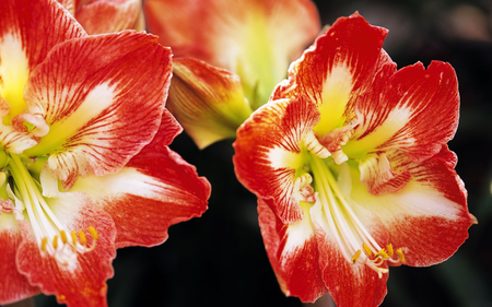 Salpiglossis Velvet Trumpet Flower - colors, sweet, flowers, pretty