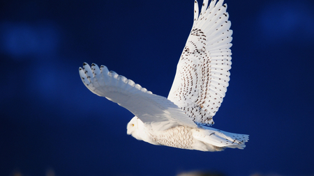 Snowy Owl - owl, bird, white, snowy, flying, raptor