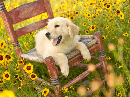 Dog in the garden - flower, friend, animal, puppy, chair, pet, nature, loyal, dog