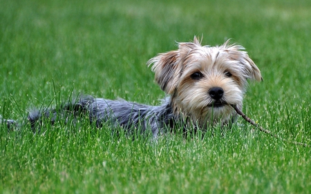 Dog in the grass - pet, animal, dog, grass, loyal, puppy, friend