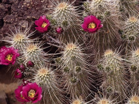 Cactus having flowers - flowers, white, cactus, pink