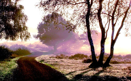 MISTY MORNING - morning, trees, forest, fog, path