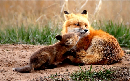 LOVE YOU ,MAMA! - fox, love, red fox, mom, pup