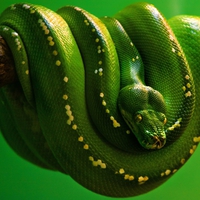 Green Snake