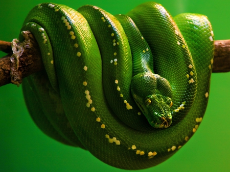 Green Snake - picture, cool, snake, green