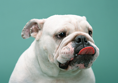 Bulldog - pet, animal, dog, puppy, bulldog