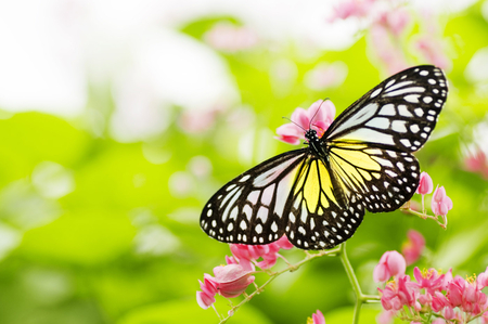 Butterfly - flower, animal, nature, insect