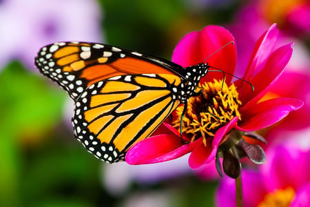 For my friend Cherie (MONARCH) - nature, animal, insect, monarch, flower