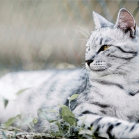 little white tiger