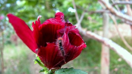 Flower in the mountain - flower, caterpillar, mountain, red