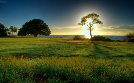 Illuminated Tree - trees, sea, grass, field, ocean, sun, sky, illuminated