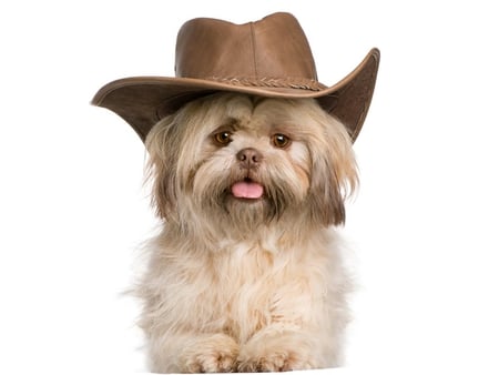 Thanks for my new hat!!!!! - puppy, hat, dog, animal, cute