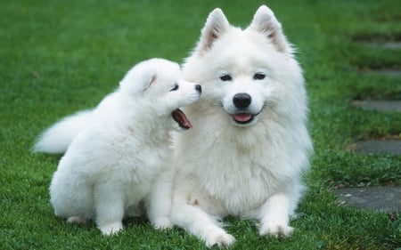 Enjoying the grass - pet, animal, dog, grass, loyal, puppy