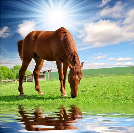 Horse - nature, horse, water, animal, reflecting