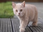 Beautiful Shorthair Cat