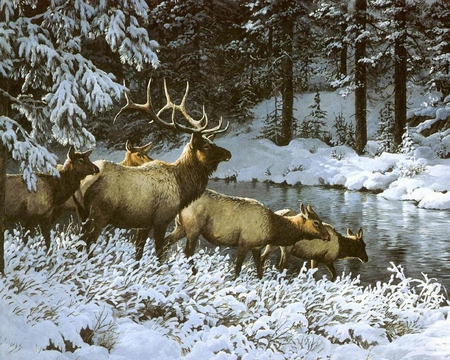 Elk  Harem - cows, bull, snow, river