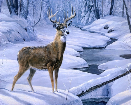 Winter Buck