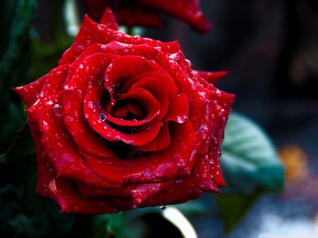 Red Rose - rose, flower, love, red