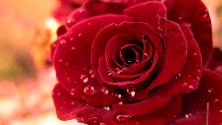 Beautiful Red Rose - nature, beautiful, red, rose, flower