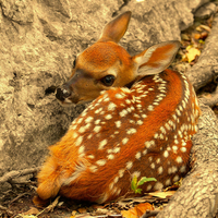 Cute Deer