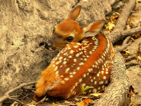 Cute Deer