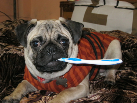 a gud habit - with name plate, on bed, pug, tooth brush