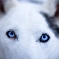 The most beautiful dog eyes