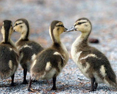 Two pairs of ducklings - pic, image, small, photo, sweet, ducklings, photograph, picture, cute, pairs, ducks, wall, animals, wallpaper