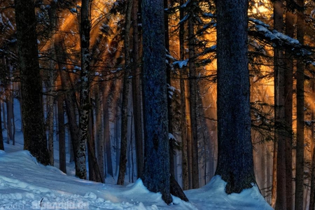 sunset in the winter woods - trees, winter, sunset, nature, snow, light, woods