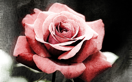 Rose paint - paint, rose, flower, vintage