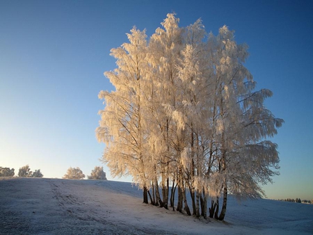 frozen trees - nature, trees, landscape, cold, snow, frozen