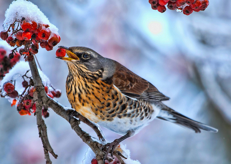 It's going to be a long Winter - berries, bird, branch, beautiful, red, cold, snow