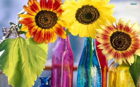 Colorful flowers - yellow, glass, red, orange, flowers, colors