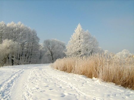 snow - white, nature, trees, cold, landscape, winter