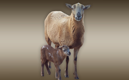 Flower and baby Daisy - sheep, ewe, barbados, farm, animals