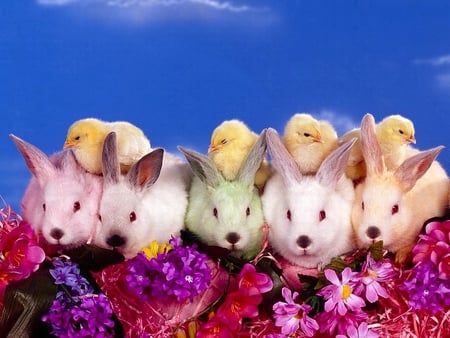 Rabbits w Chicks - rabbits, picture, cute, chicks