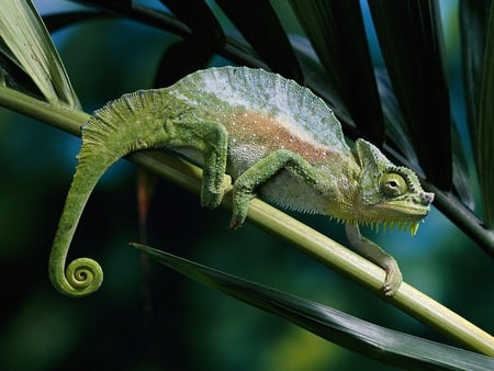 Chameleon - picture, cool, chameleon, beautiful