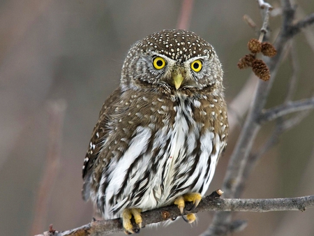 Owl - owl, picture, cool, beautiful