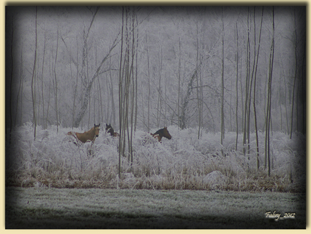 Horses in the wood - horse, woods, winter, nature