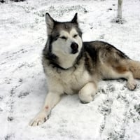 Fay, the Snowdog