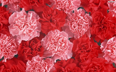 Valentines Day Carnations - carnations, special love, pink, red