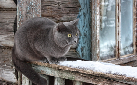 Beautiful Cat - cat, photography, kitty, winter, snowflakes, window, snow, grey cat, beautiful