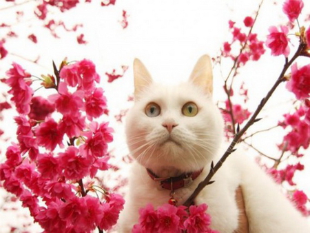 Peeking through the blooms - white, cat, pink, branch, flowers, spring