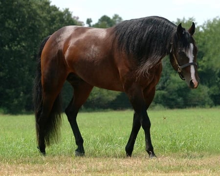 Beautiful horse! - horses, nature, trees, animals