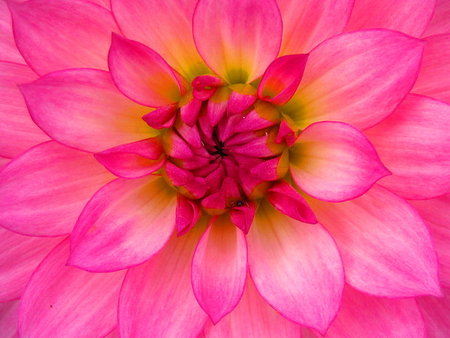 PINK - bright, yellow, petals, pink, flower