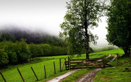 Lush Landscape - lush, trees, landscape, green, beaten track, grass