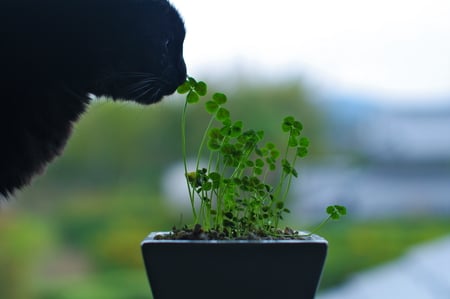 Cat Smelling Herbs - silhouette, window, herbs, cat, smelling