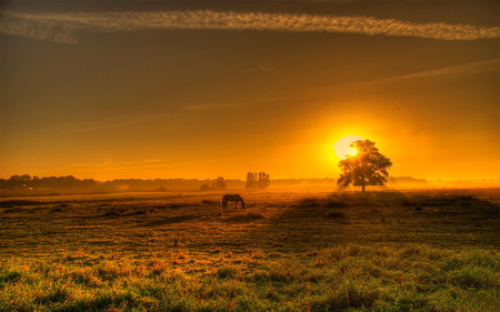 Good evening - fields, beautiful, landscape, colors, splendors, horse, sunset, nature, view, sun