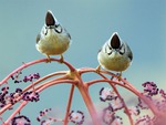 Cute Birds